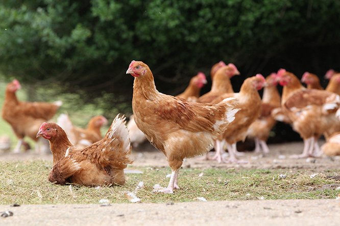 Poulets bio