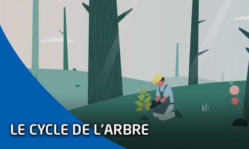 Découvrir le cycle de l'arbre